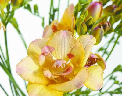 С�n�m�л���Ʒ�N����ɫɽ�}��(�D)