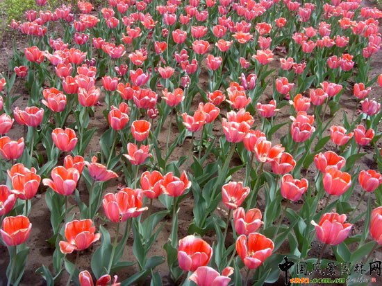 �������H�r����300�f��������`��