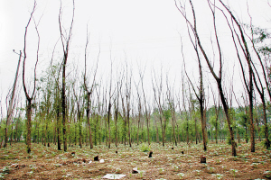 ʯ���f����ˮ���� �Ѕ^���ٿ�����������D��