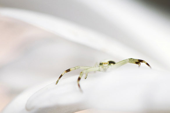 Garden Photographer: 2010 International Garden Photographer of the Year