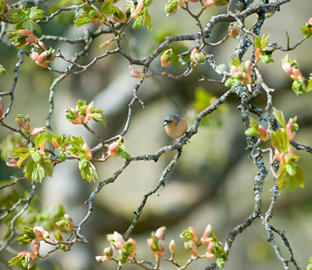 Garden Photographer: 2010 International Garden Photographer of the Year
