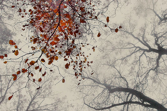 Garden Photographer: 2010 International Garden Photographer of the Year