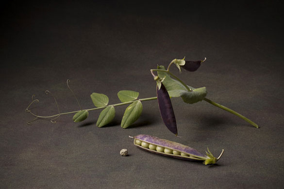 Garden Photographer: 2010 International Garden Photographer of the Year