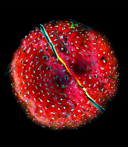 Garden Photographer: 2010 International Garden Photographer of the Year