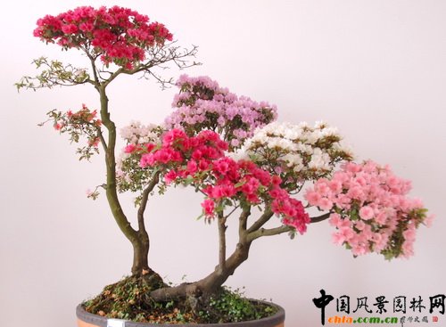 �ڰˌö��N��չ�@����Ʒ