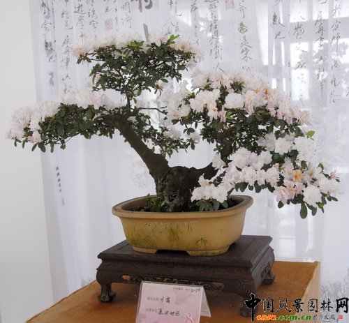 �ڰˌö��N��չ�@����Ʒ