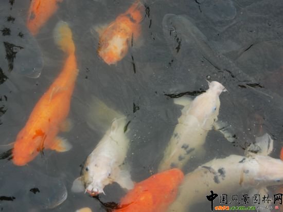     �Ϻ���W�Ǉ��ҡ�211���̡����c���O��У֮һ��У�@���^��(y��u)�������Ϻ��л��@��λ�� 