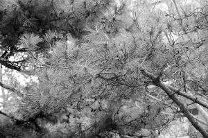 �����Ǳ���ѩ�����������Ć᣿