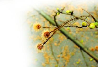 �D�ģ���ͩ�����������Ρ��h������