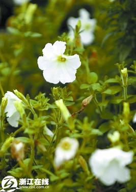 �������^(q��)�jᄻ��ݸ��QӋ�� ���ӡ�������