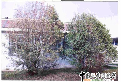 �����������v��(�D)