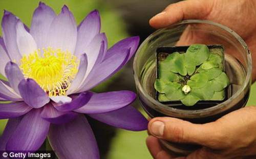 ֲ��W�Ұl�F������С��ϡ��˯ɏ(�D)