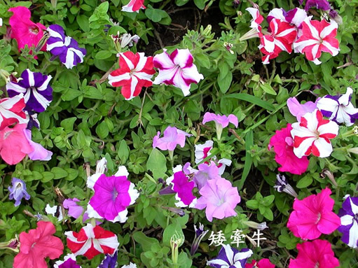 ����ţ���༼�g(sh��)