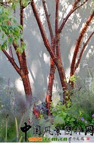  ��ѳ��л��@�����dʢ�@��Thrive��