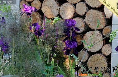  ��ѳ��л��@�����dʢ�@��Thrive��