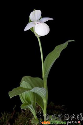 �׻��S����m��Cypripedium flavum white-flowered��