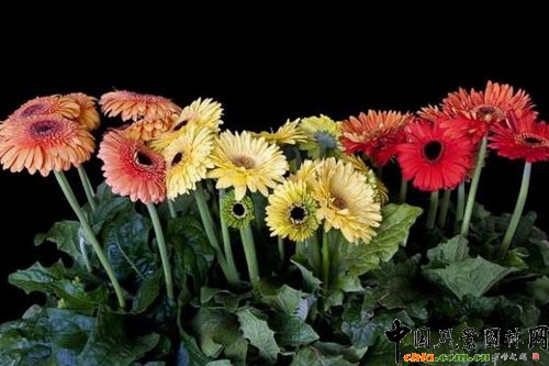 ���޾ա��L(f��ng)������Gerbera jamesonii ��Landscape����