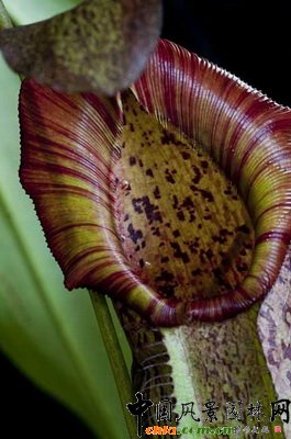�i�\���s���N��Nepenthes spathulata �� spectabilis��