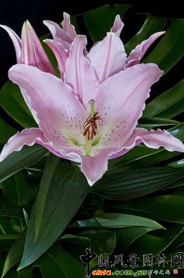 �ٺϡ��Р�������Lilium ��Chelsea����