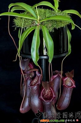 �i�\�ݡ��Ƞ� ؐ������Nepenthes ��Bill Bailey�� (Nepenthes vent