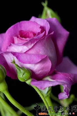 �¼����R���RЪ����Rosa CLAIRE MARSHALL (��Harunite��)��