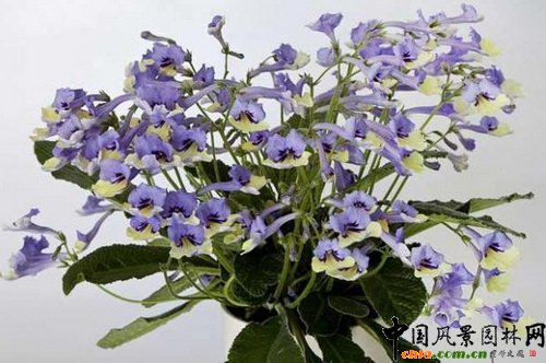 ���ǙѲݡ�С���{����Streptocarpus ��Harlequin Blue����