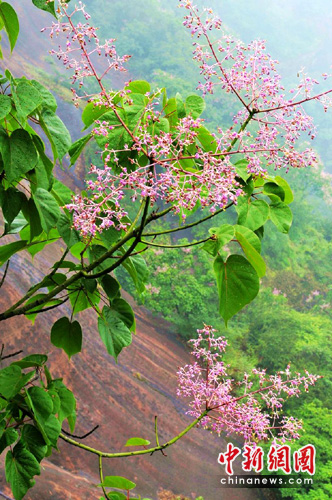 ��ϧ�lΣ��N��ϼ��ͩ��Ƭ�_��(�D)