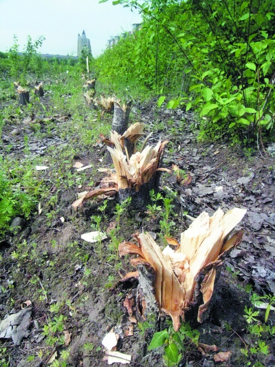 �����I��ҹ��������� �㷻�^(q��)ǧ�þG��K׃�d�䘶