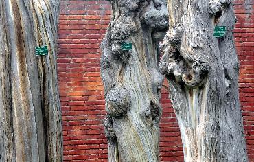 �����ǧ����Ř���ľ���ˡ������C��