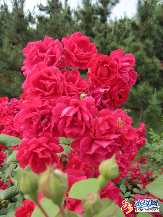 ���_���Ƿ����G���ױ��� ����ӭ��ŭ�ţ��D��