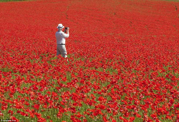 Ӣ�����ڻ�ʢ�_��tɫ���� һ���o�H��������