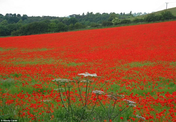 Ӣ�����ڻ�ʢ�_��tɫ���� һ���o�H��������