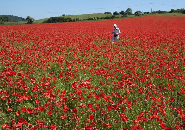 Ӣ�����ڻ�ʢ�_��tɫ���� һ���o�H��������