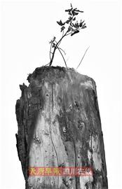 �ɶ�������һ����ŭ�� �����Ϙ�Ī����ȼ