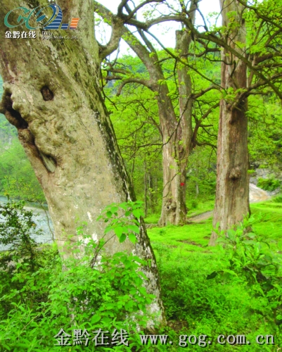 �F�ݣ�3�����ľ�Ř� ��߅վ����ǧ�꣨�D��