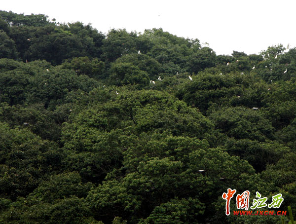 林遠泉：鄱陽湖畔書寫28年綠色傳奇