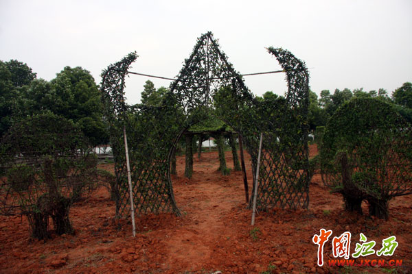 林遠泉：鄱陽湖畔書寫28年綠色傳奇