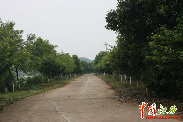 林遠泉：鄱陽湖畔書寫28年綠色傳奇