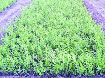 ��(y��u)ֲ�����]--�t�}������