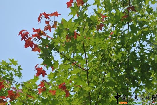 ��ɽ�P��ɽ���@����