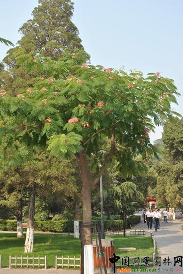 ��ɽ�P��ɽ���@����: