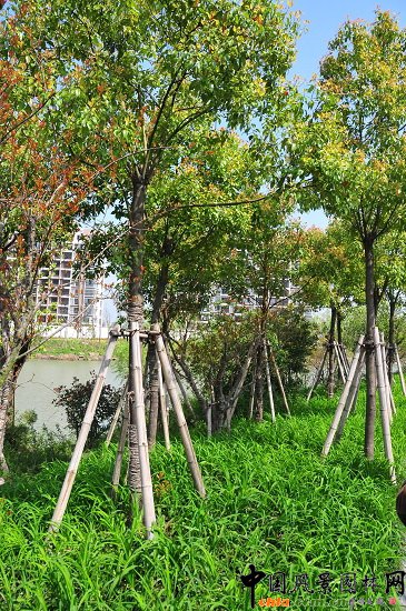 ������ɽ��(������B-�Ͻ���l)�C�����ξG������