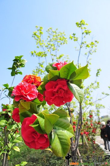 ������ɽ��(������B-�Ͻ���l)�C�����ξG������