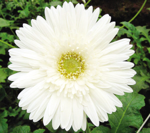 �ׂ���ɫ���޾���Ʒ�N�����Ɵo覡���