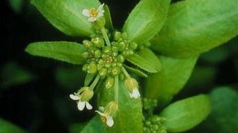 ����ƌW�Ұl�F��ֲ���С�ӛ�ԡ� ߀��ӛ�ɫ