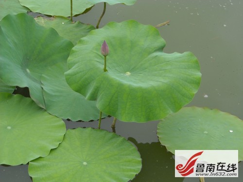 ɽ�|�����f�_���f�^(q��)�\�ӝ��400��N�ɻ�����`��