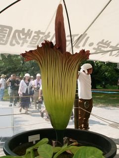 ����������ձ��`�� ɢ�lʬ��ζ��ǧ�˫C��