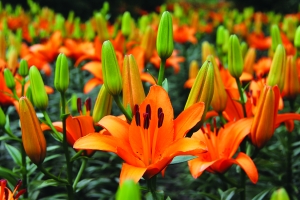 �c������D