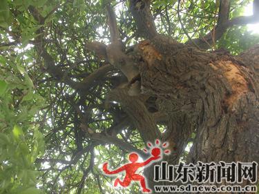 ɽ�|��300�q�Ż��v�M��ɣչӢ�� Ҋ�C�ƾÚvʷ