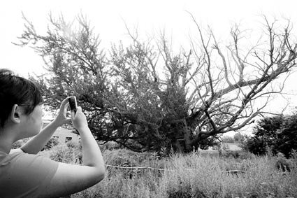 ����ǧ���y�����ݵȾ��t �l�����겡��δ��(�D)